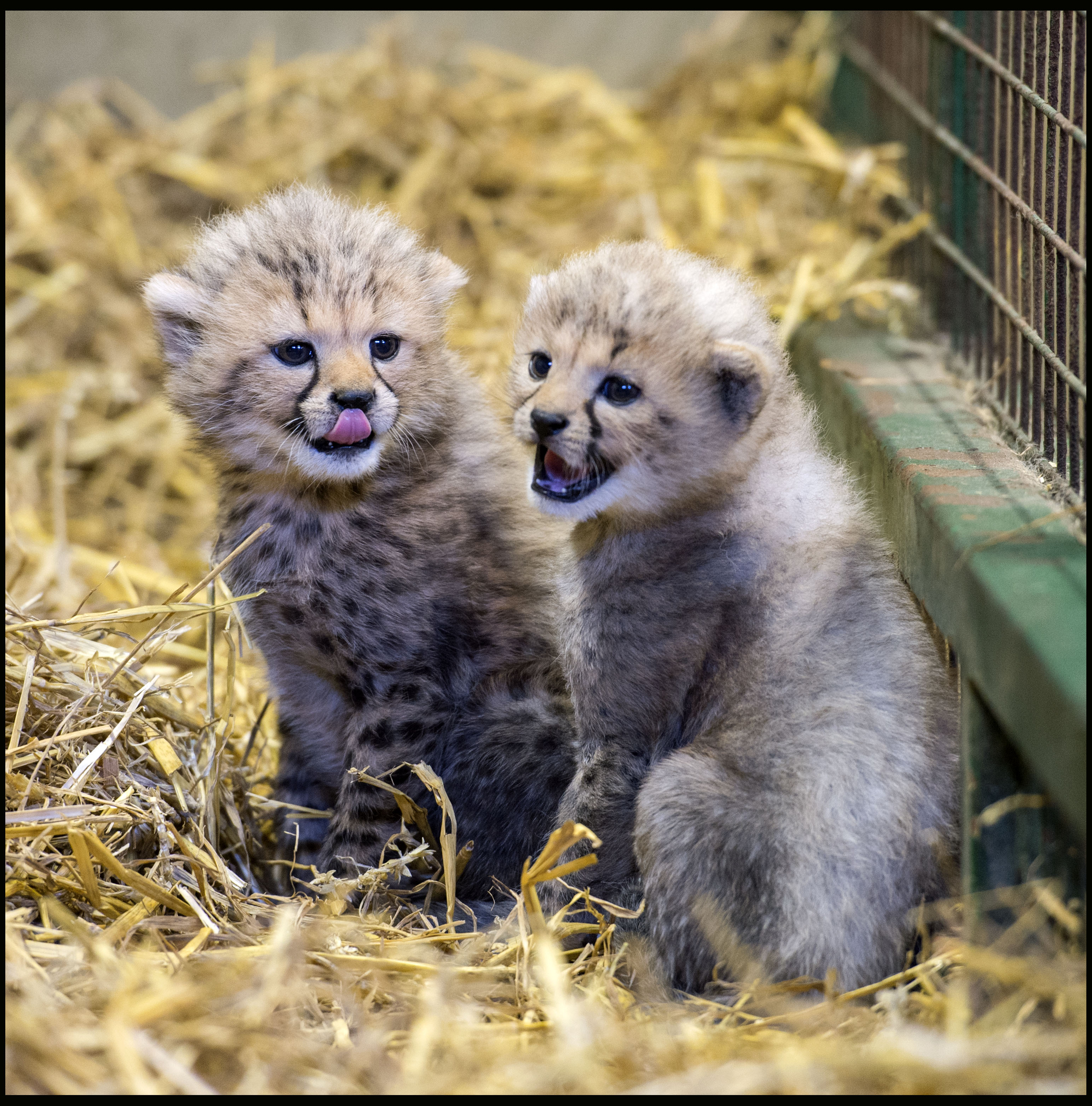 HISTORIC FIRST AS RARE CHEETAH CUBS BORN AT LONGLEAT News